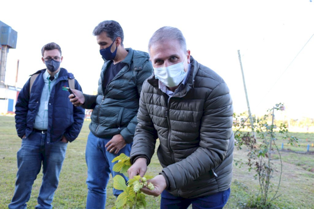 Governo do Estado apoia o plantio de lúpulo e cevada em Santa Catarina