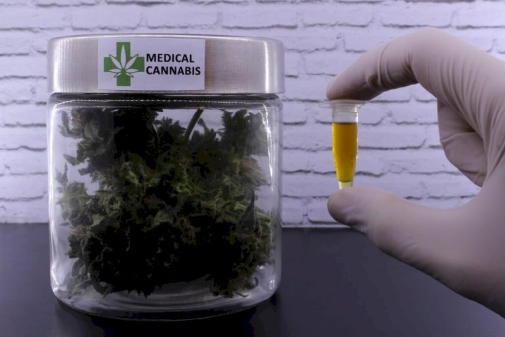 Comissão discute parecer que autoriza cultivo de maconha para uso medicinal