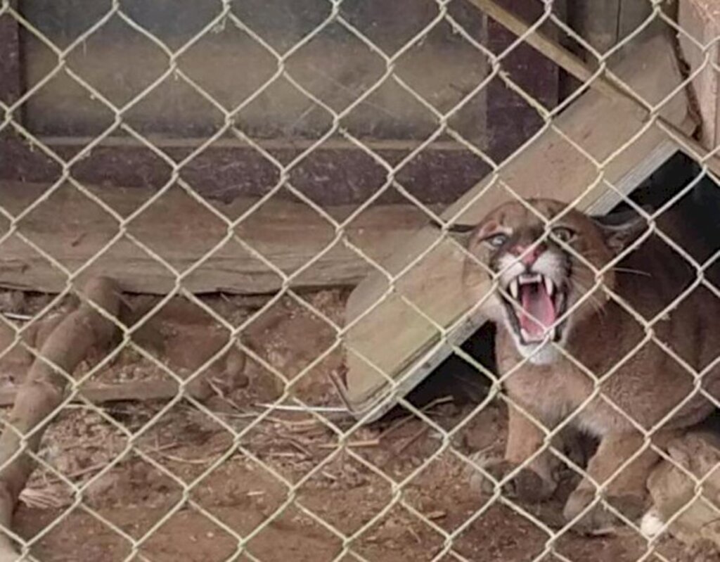 Vídeo: Onça-parda invade galinheiro em Ituporanga