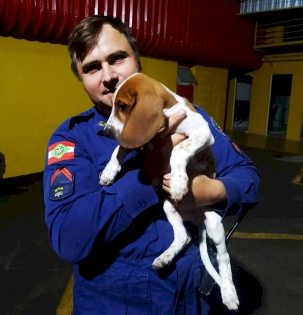 Corpo de Bombeiros Militar de SC tem duas novas raças de cães em treinamento e mais um filhote de labrador