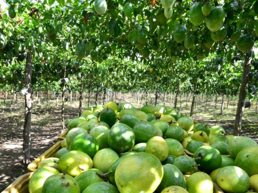 Santa Catarina estima colher 60 mil toneladas de maracujá