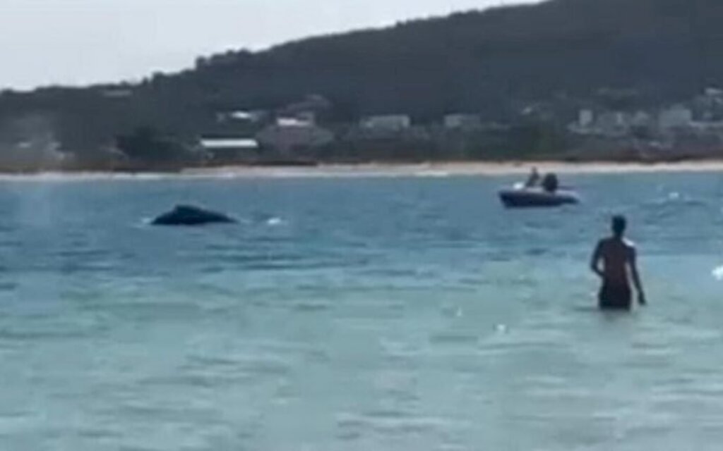 Banhistas flagram baleia em praia de Florianópolis, assista o vídeo