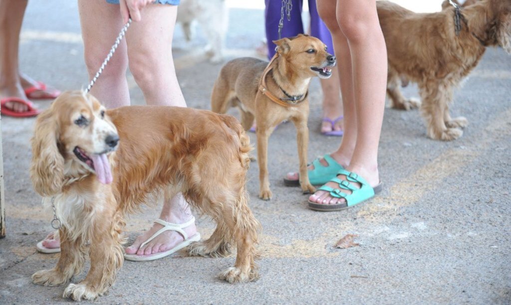 Fiocruz identifica cão e gato com anticorpos contra novo coronavírus