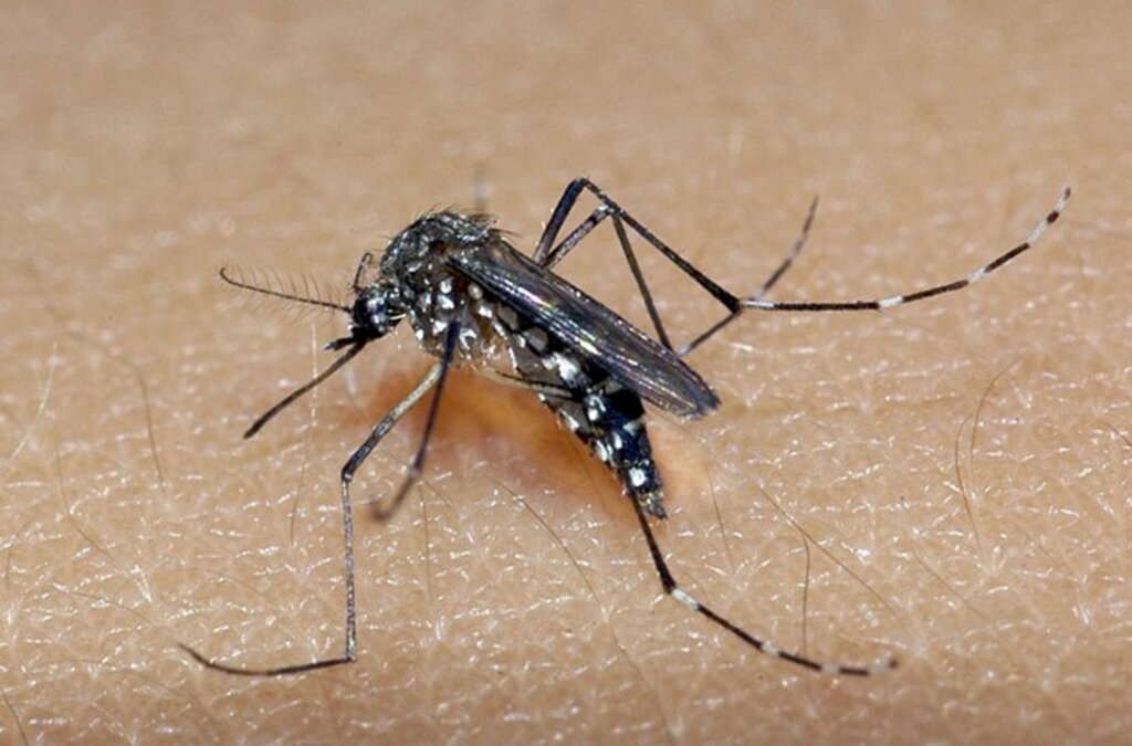 Dengue: Boletim epidemiológico mostra Joinville em alto risco de transmissão