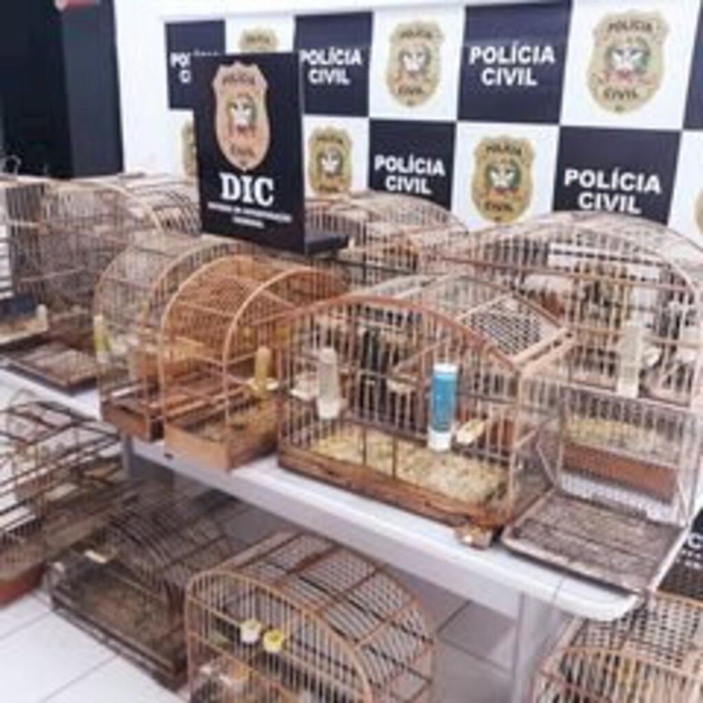 Polícia apreende animais silvestres e indicia suspeito no Paranaguamirim