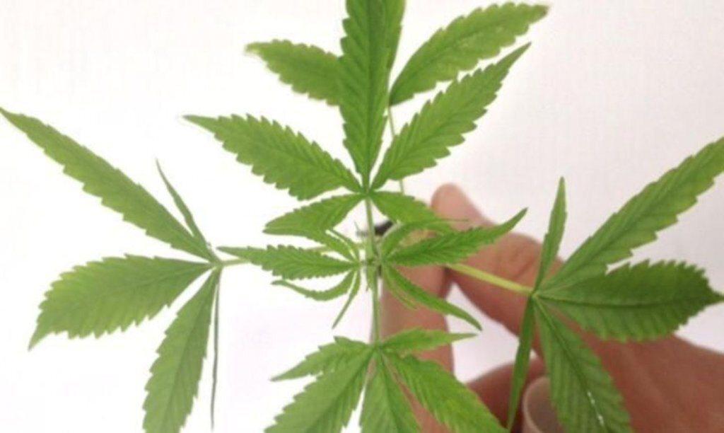 Câmara: plantio de maconha para fins medicinais tem parecer favorável