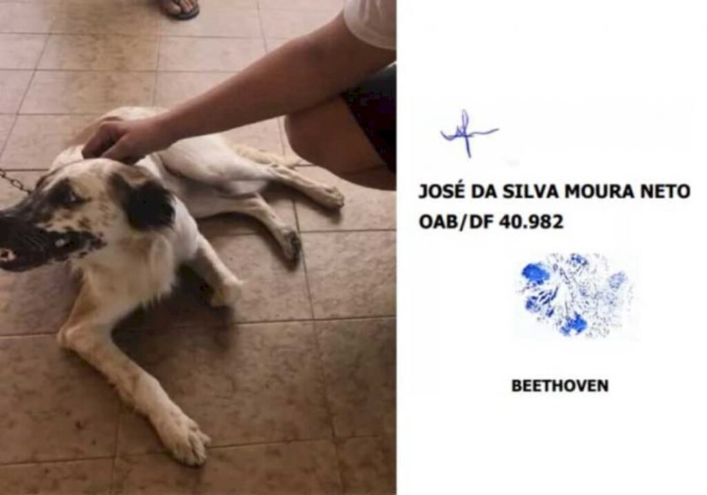 Juiz aceita processo 'assinado' com digital de cão que sofreu maus-tratos