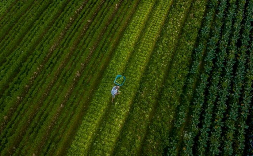 Santa Catarina alcança o maior valor de produção agropecuária da história