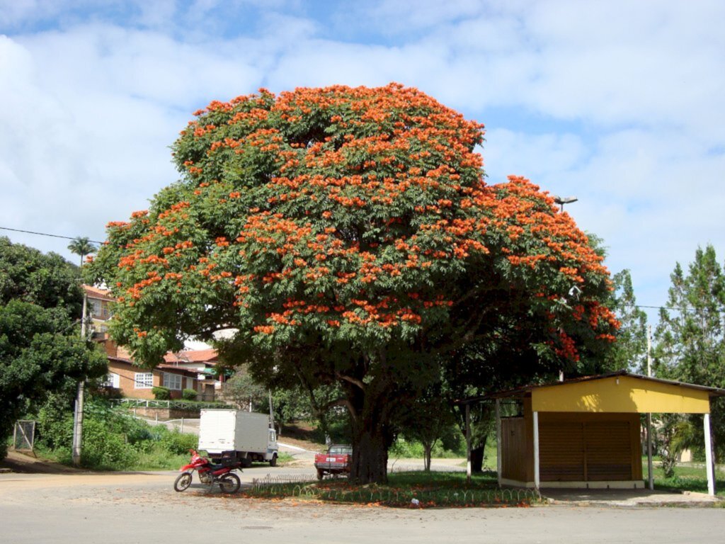 Árvore pode ter plantio proibido em Joinville