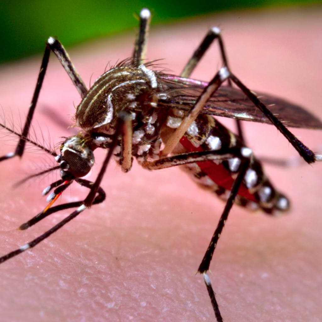 O TEMPO  ajudando e colaborando na campanha educativa de combate da Dengue, zika e chikungunya