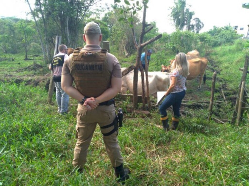 Polícia indicia associação criminosa voltada à prática da farra do boi em Bombinhas