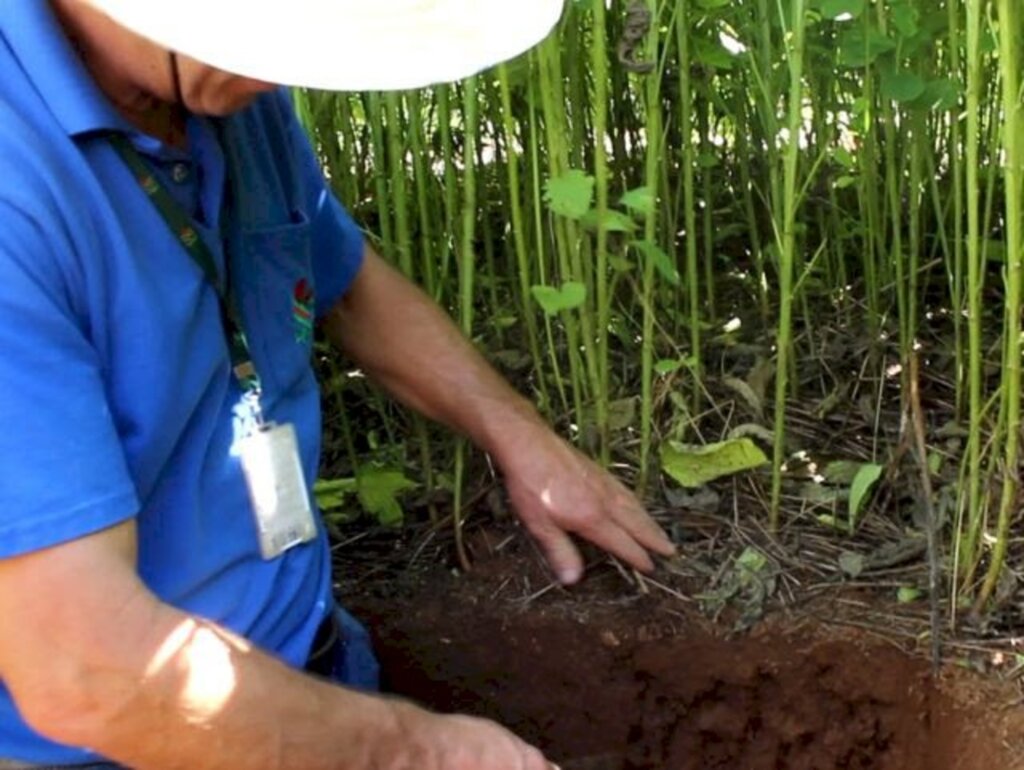 Epagri tem dia de campo virtual, na quarta-feira (31)