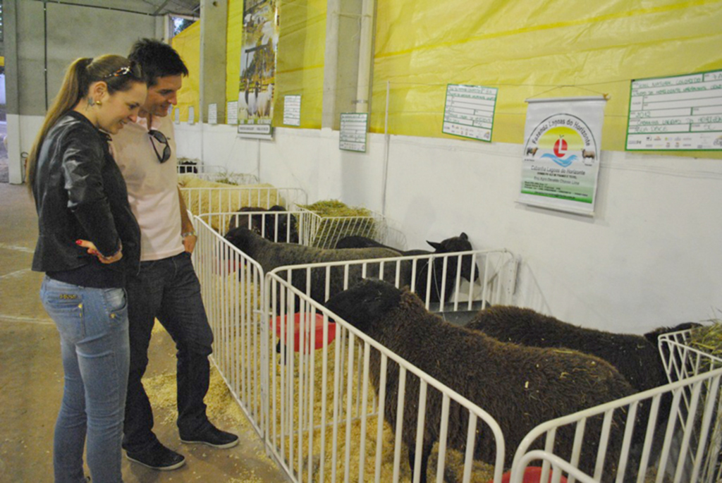 Animais de alta qualidade estão em exposição no setor de ovinocultura da EFAPI 2013