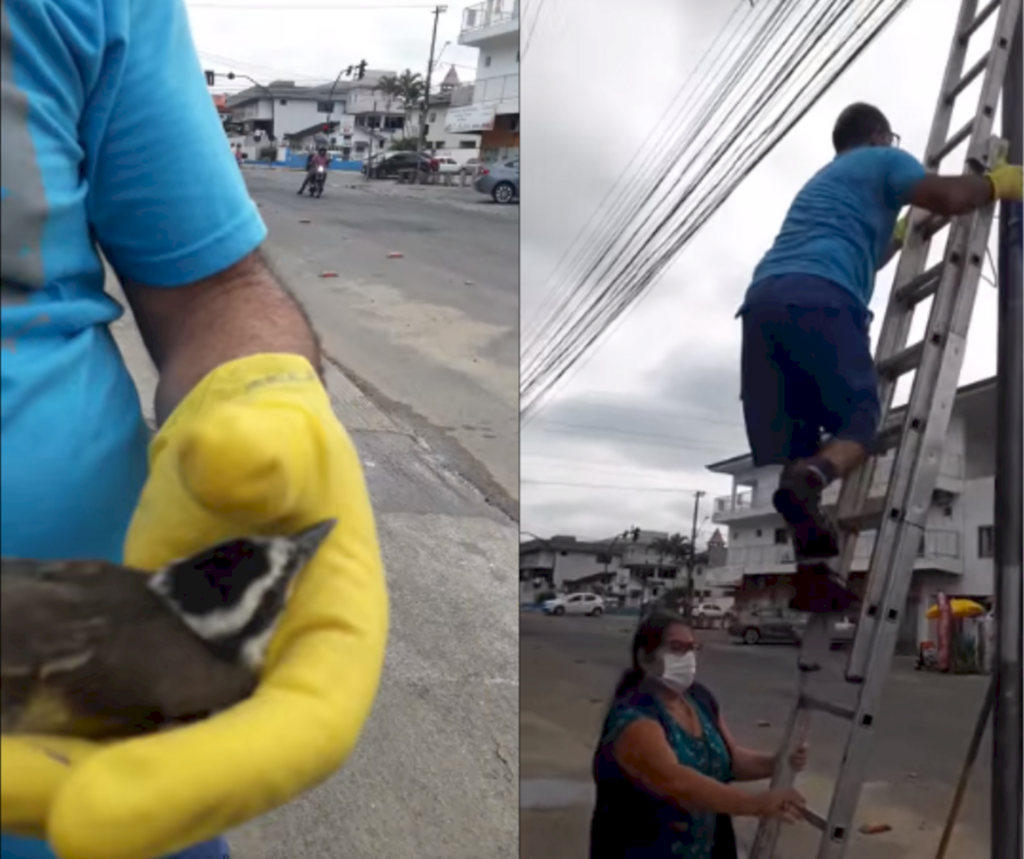 Por amor aos pássaros, amigos se unem para salvar filhote de bem-te-vi