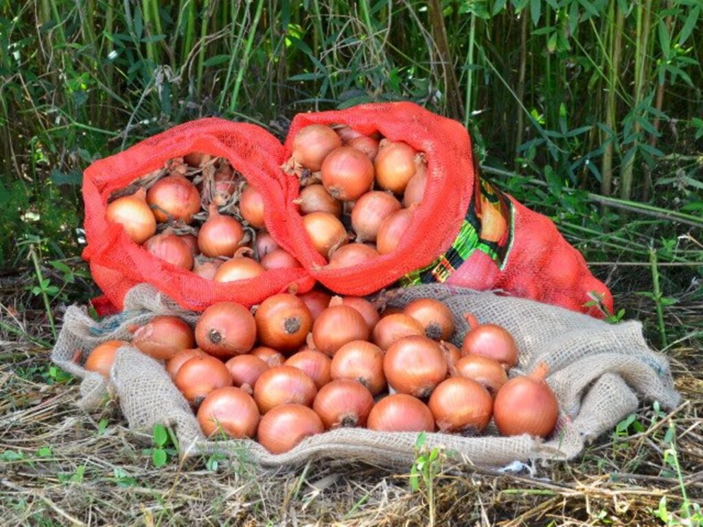 Santa Catarina tem boa safra de cebola