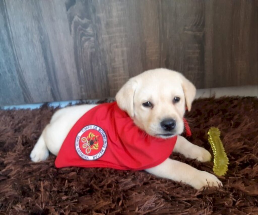 Bob é o novo filhote em treinamento para busca e resgate do Corpo de Bombeiros Militar de SC