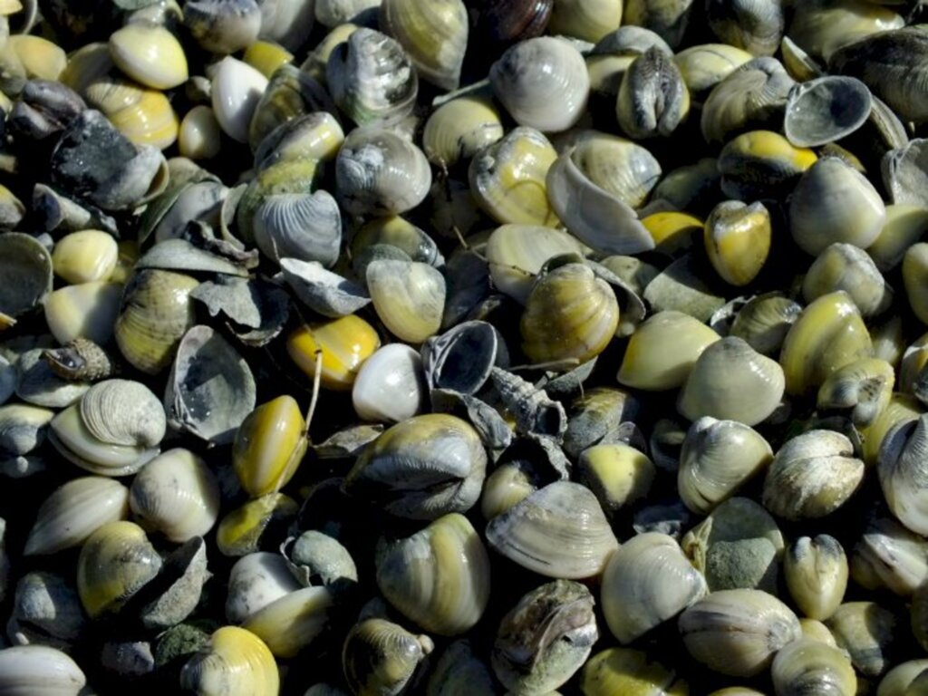 Após 270 anos sendo consumido, berbigão está extinto no litoral de Florianópolis