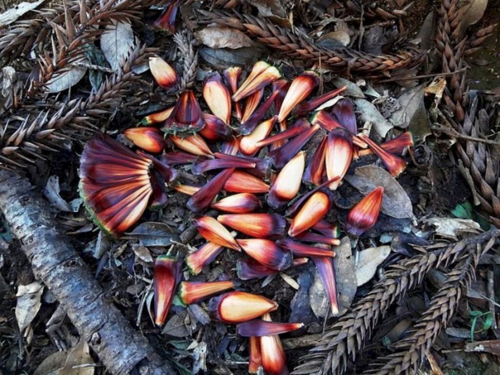 Fernando Jose Cantele - 