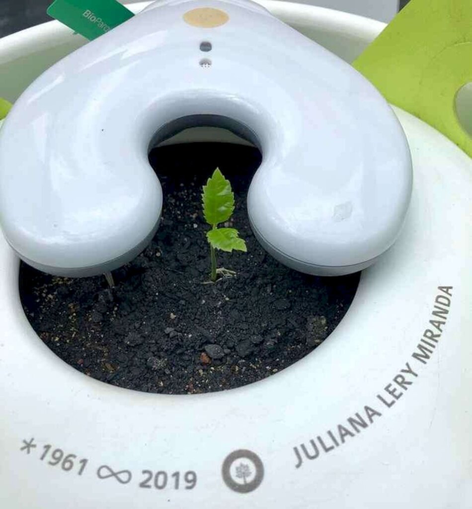 Cemitério 'BioParque': Onde cinzas humanas viram árvores