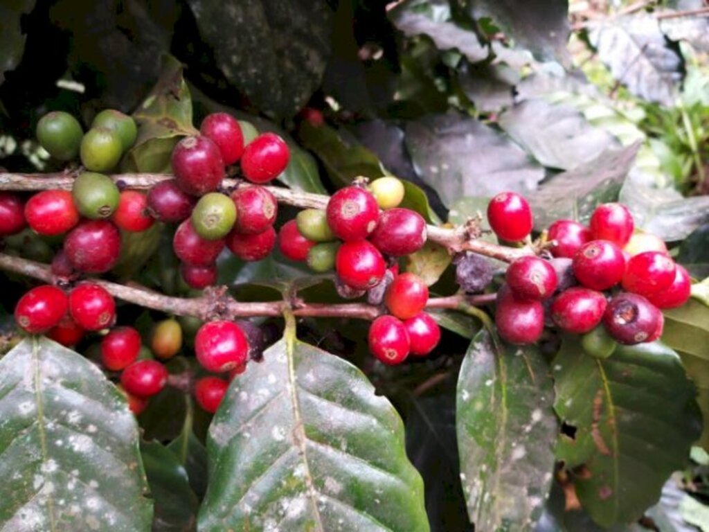 Divulgação / Epagri - 