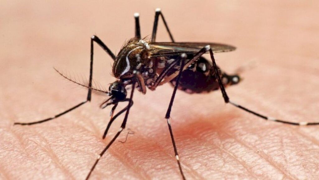 João Paulo Burini/Getty Images via BBC - O mosquito Aedes aegypti é o principal transmissor de dengue, zika e chikungunya em regiões urbanas do Brasil