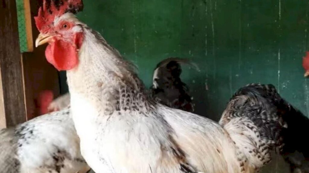 Galo bota ovos e surpreende moradores de Caçador