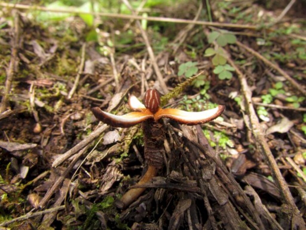 Divulgação - Planta recebeu o nome de Prosopanche demogorgoni, uma homenagem ao monstro da série da Netflix Stranger Things