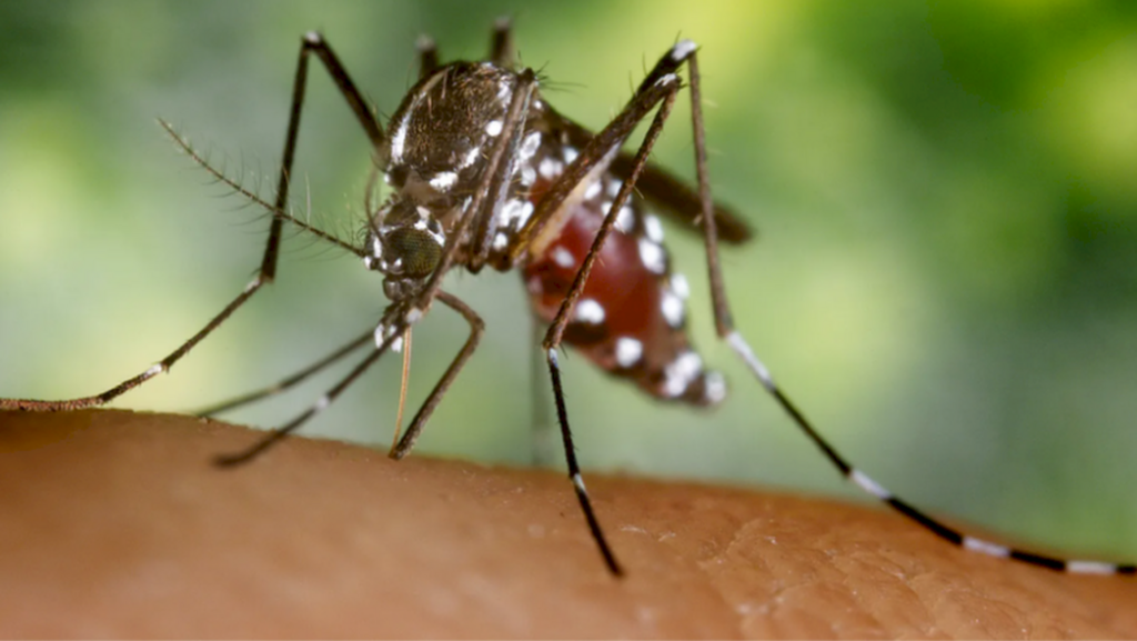 Getty Images / BBC News Brasil - Espécie Aedes albopictus, que também se espalhou rapidamente da Ásia para o resto do mundo