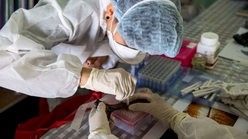 Getty Images / BBC News Brasil - Os cientistas procuram potenciais causadores de uma próxima pandemia para combatê-los com antecedência