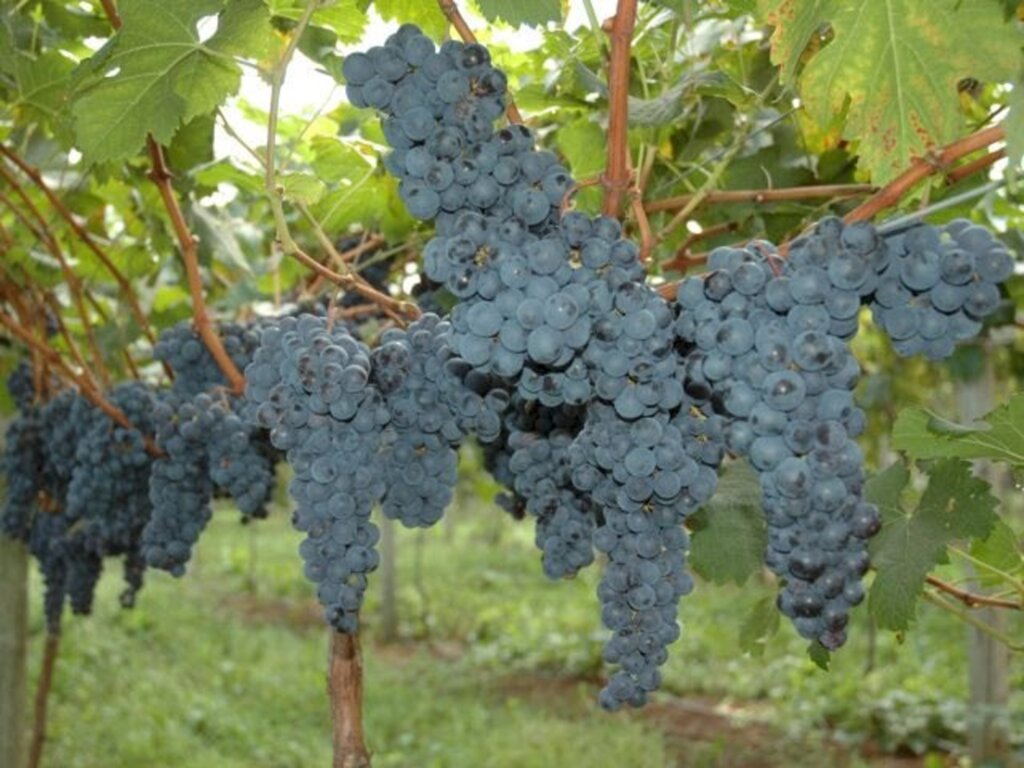 Nilson Teixeira - Auge da colheita no estado acontece entre janeiro e fevereiro, período em que são colhidas as chamadas uvas de mesa