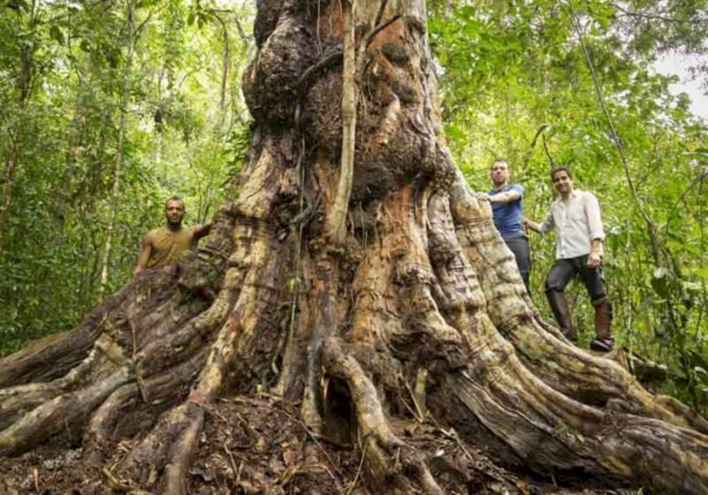 Cássio Vasconcellos/Arquivo pessoal - Maior pau-Brasil do país