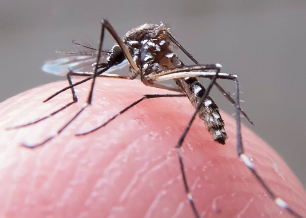 Joinville usará pesquisa da Fiocruz para combater o mosquito da dengue
