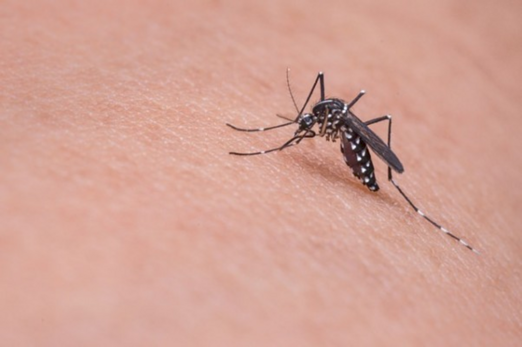 AÇÃO CONTRA A DENGUE - Vigilância Ambiental realiza mutirão de limpeza