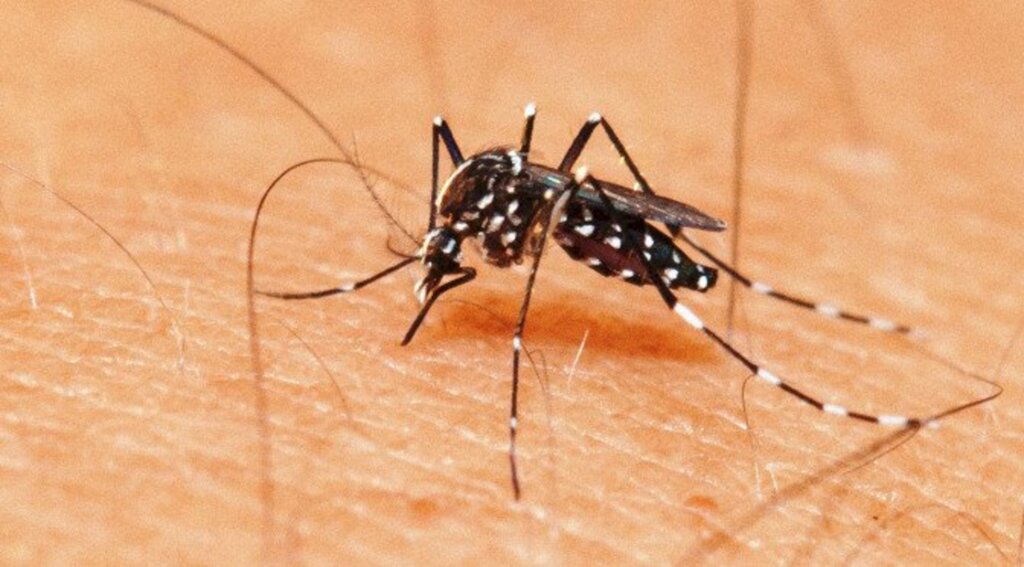 AÇÃO CONTRA A DENGUE - Joinville intensifica combate ao mosquito