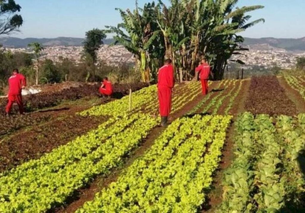 Foto: Seds/Divulgação - Detentos trabalhando na horta