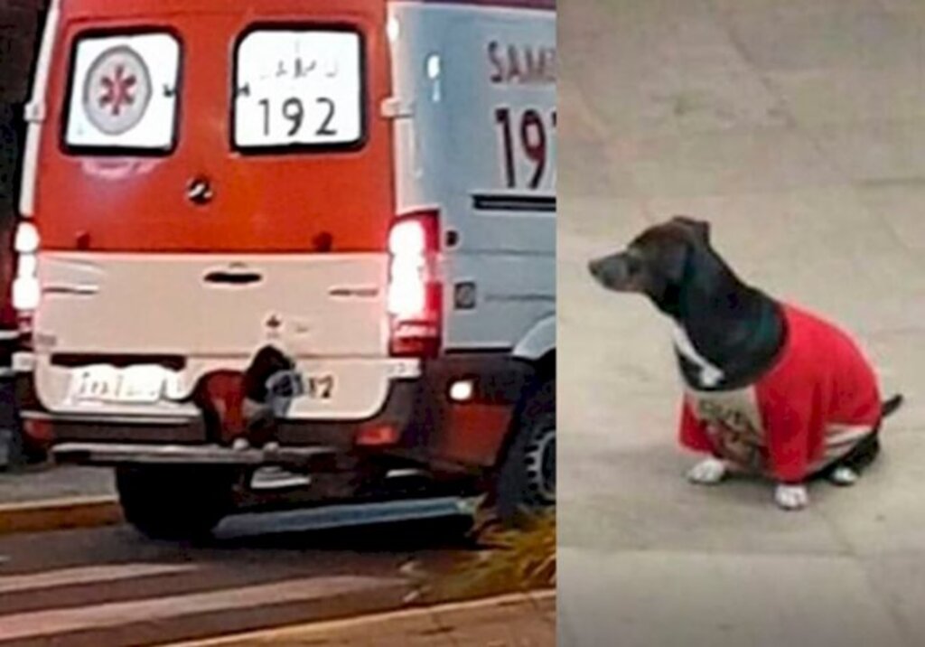 Cão sobe em ambulância pra acompanhar dono até hospital