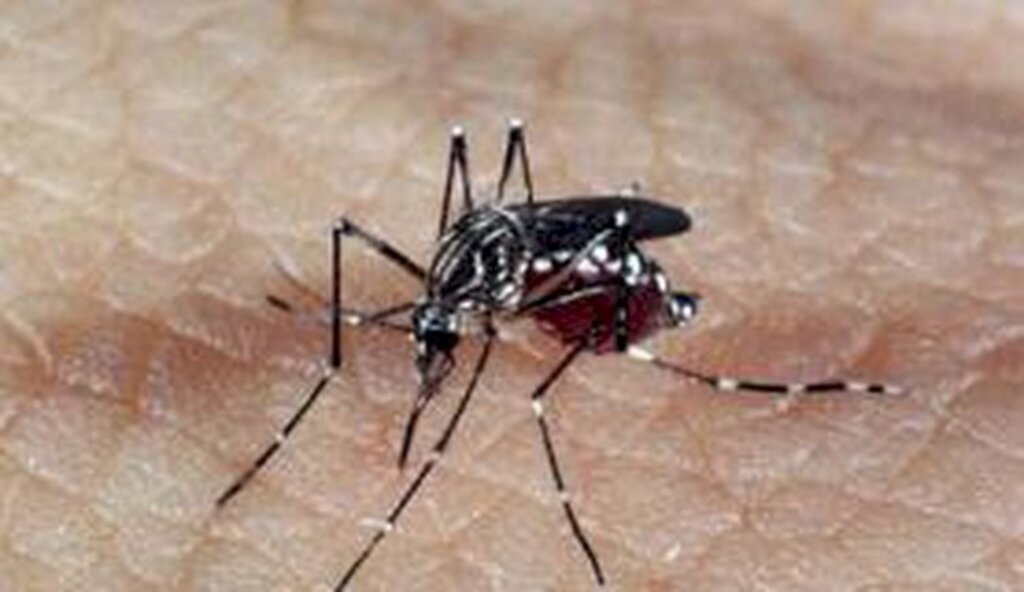 Zika vírus pode ser transmitido através de relações sexuais