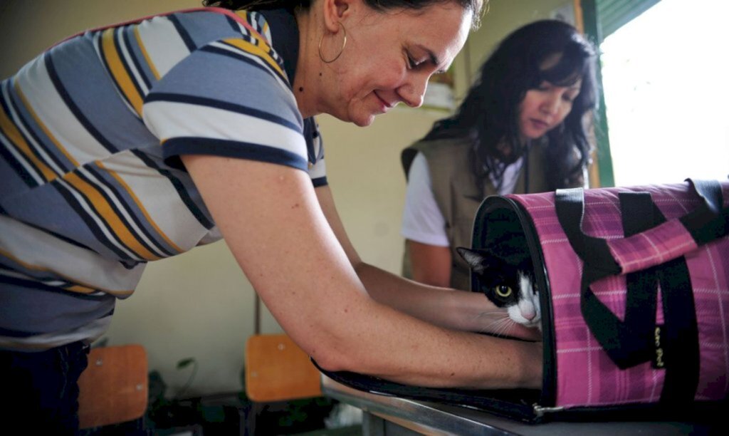 Diagnosticado em uma gata,primeiro caso de covid-19 em animal no Brasil