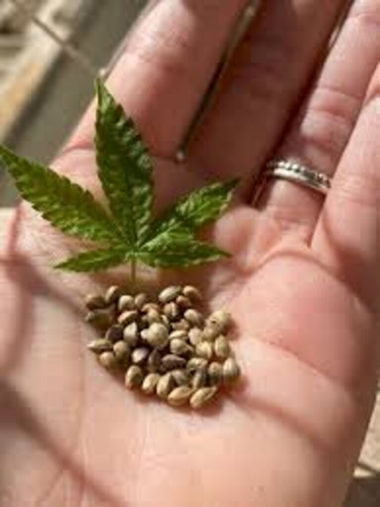 Importar sementes de maconha em pequena quantidade não é crime