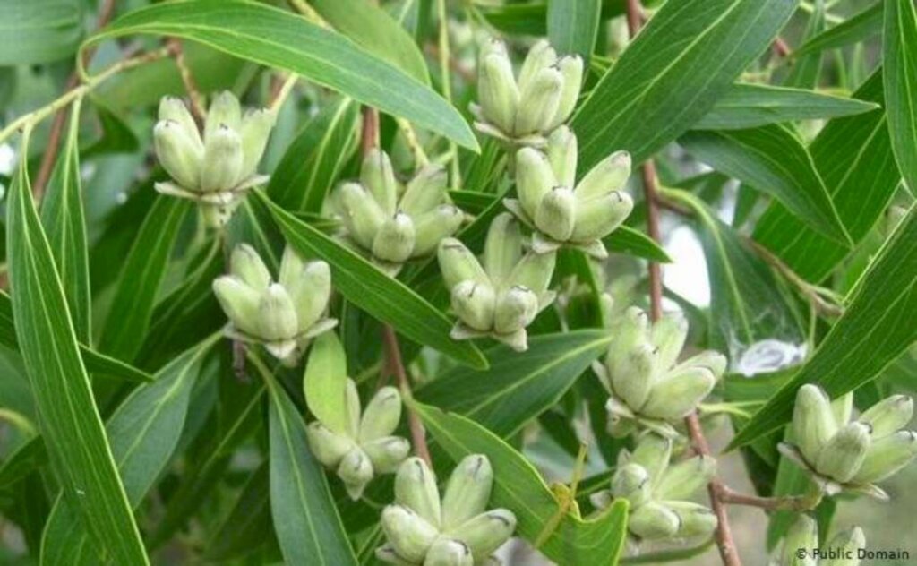  - A quilaia é tradicionalmente usada como planta medicinal pelos mapuches