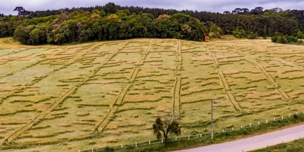 Desenhos misteriosos em plantações intrigam moradores