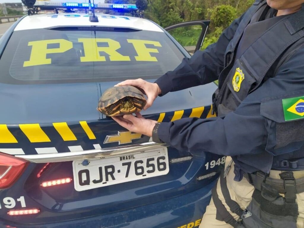 Assista o vídeo: Policial rodoviário ajuda tartaruga a atravessar a BR 101, em Imbituba