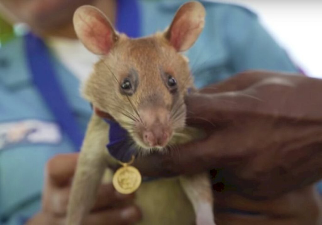 Foto: reprodução - Rato herói
