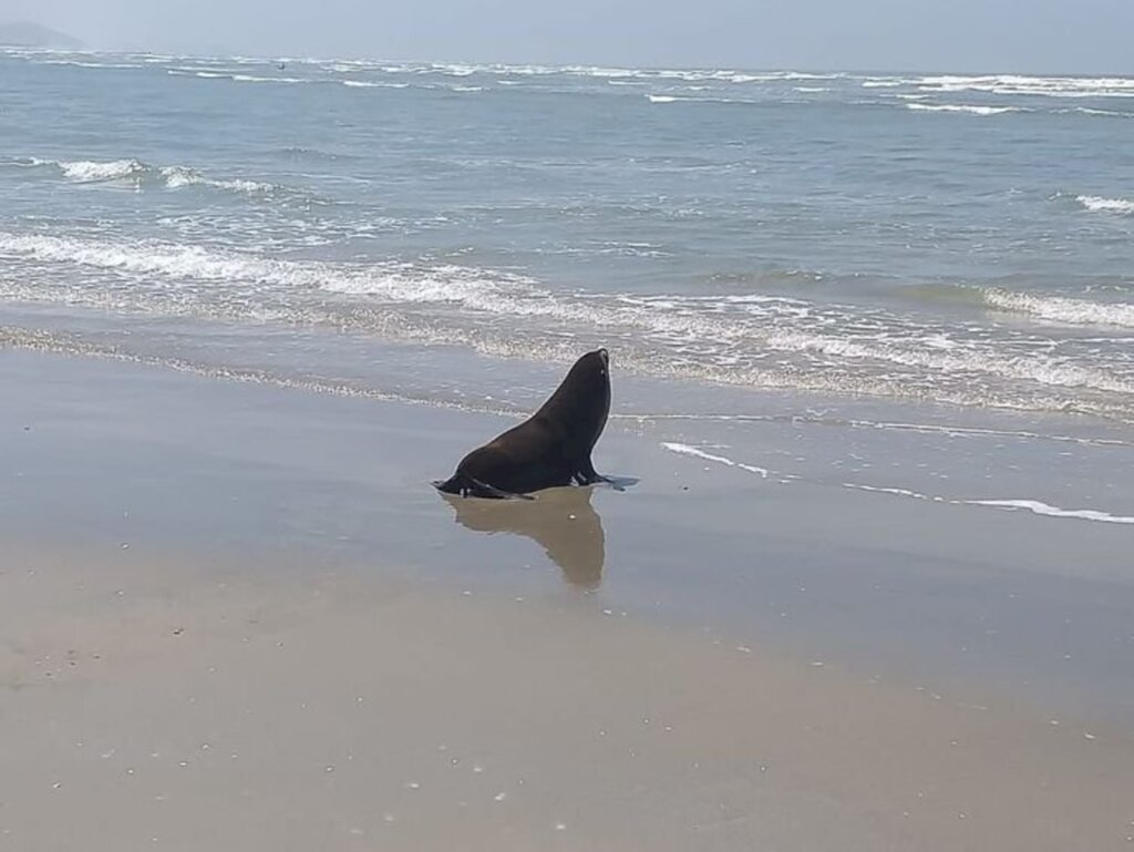 Projeto resgata 154 lobos-marinhos no litoral brasileiro