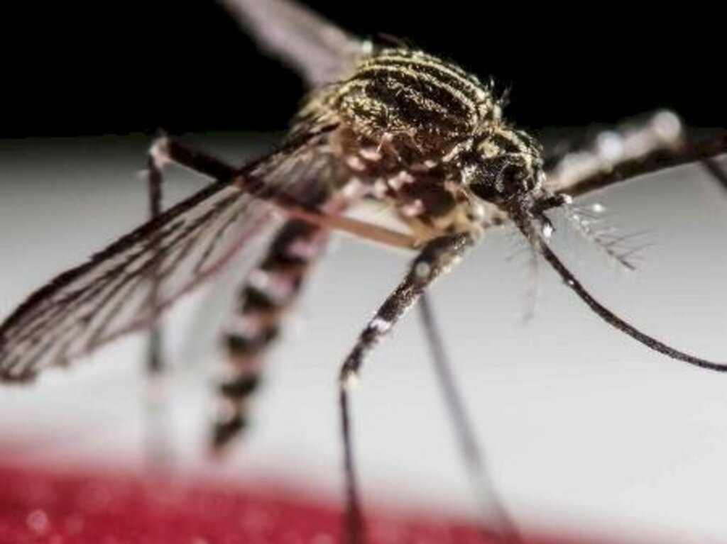  - Estudo mostra que locais que tiveram muitos casos de dengue entre 2019 e 2020 tiveram menos infecções e mortes por covid-19