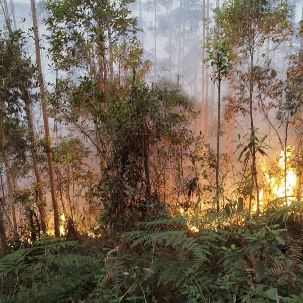Moradores apoiam bombeiros para combater incêndio em vegetação