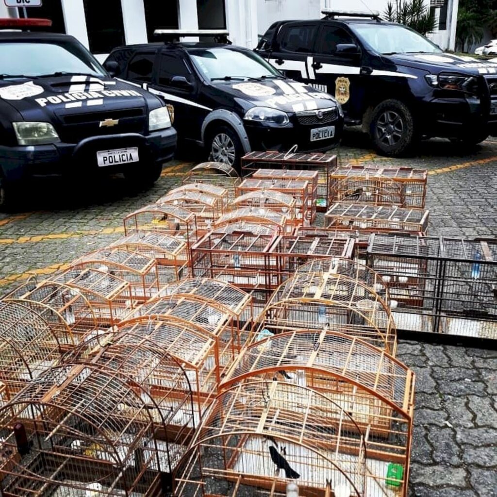 Polícia apreende 44 aves silvestres e detém criador