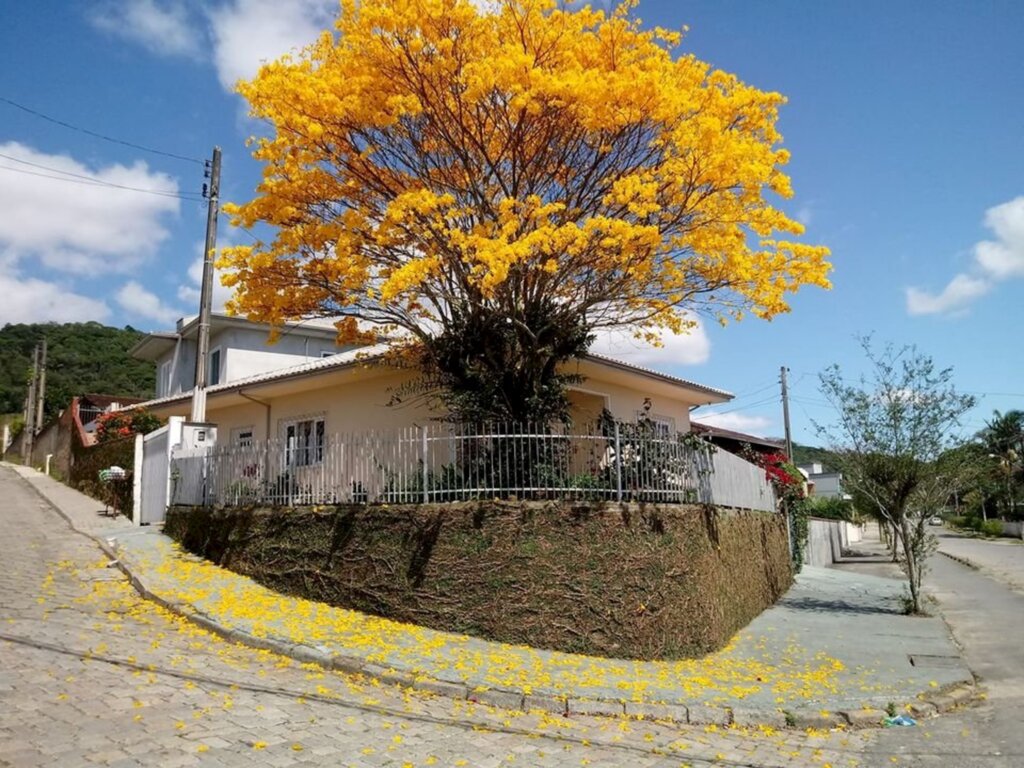 Arquivo JI Setembro 2018 - Ipê florido no bairro Aventureiro