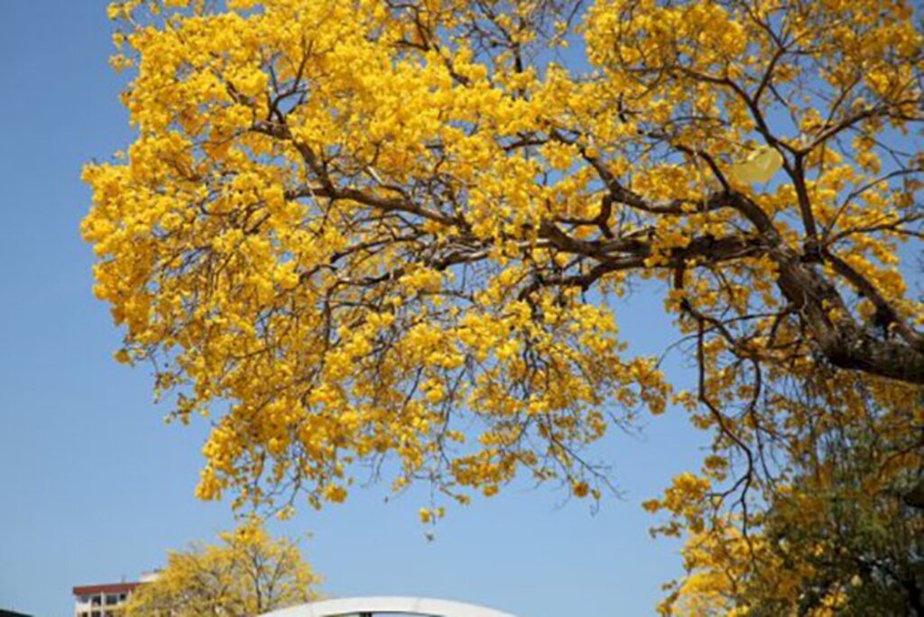 Primavera no Sul do Brasil
