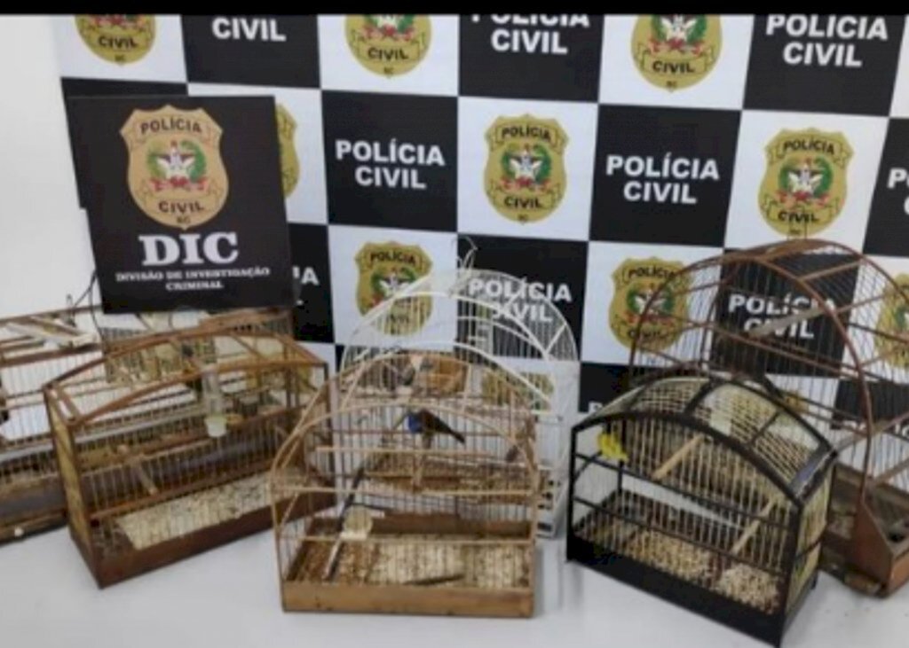 Polícia apreende aves da fauna silvestres em Joinville